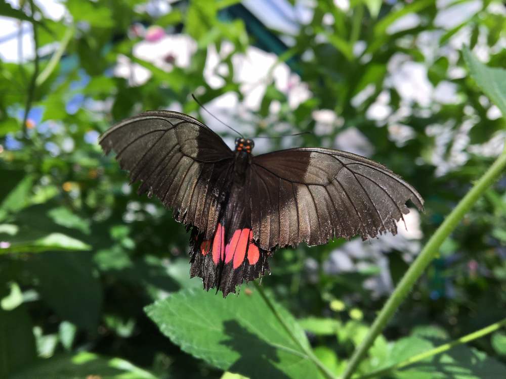 Enjoying the Greenery