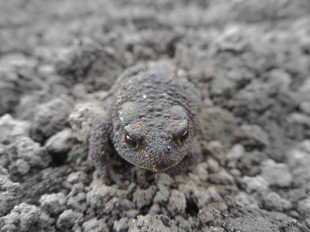 Фотография автора Николай Нестеренко