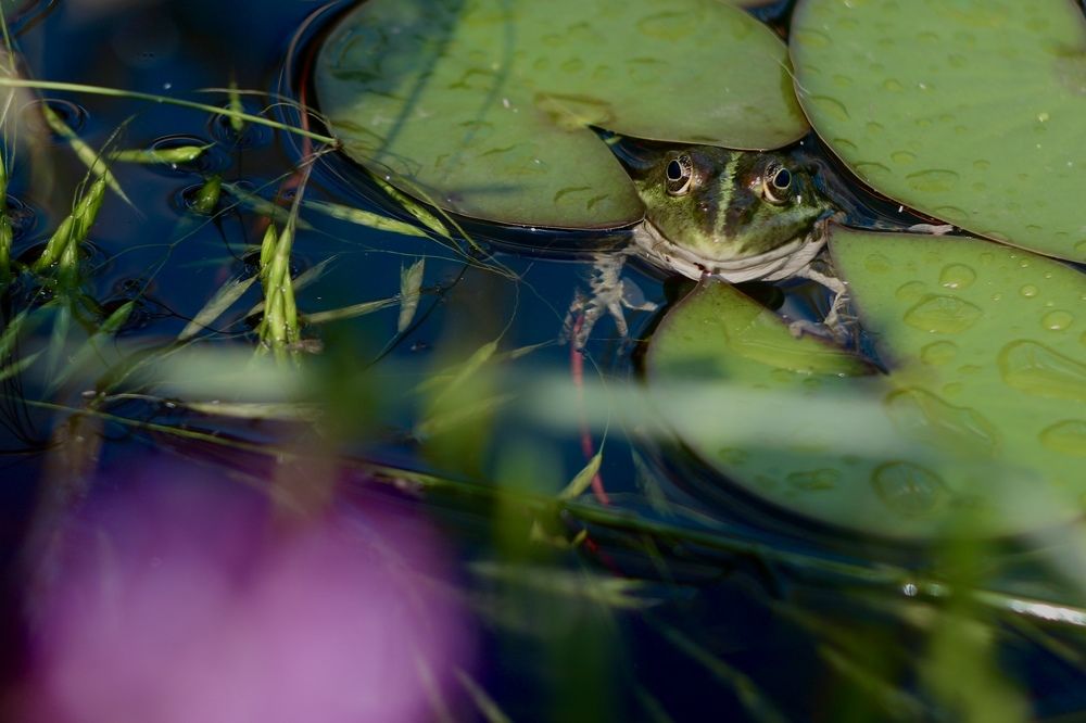 Photograph by Алена Евгеньевна