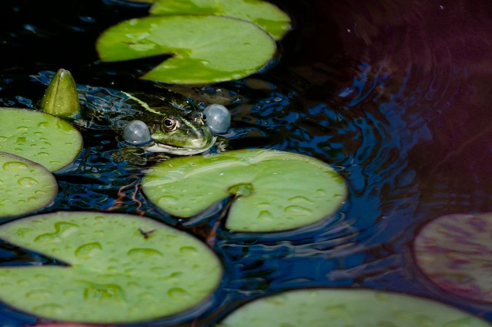 Photograph by Алена Евгеньевна