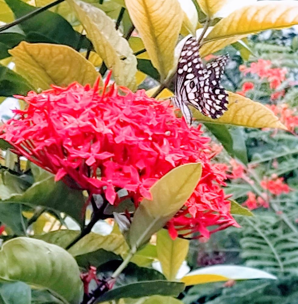 Photograph by Nidhi Singh