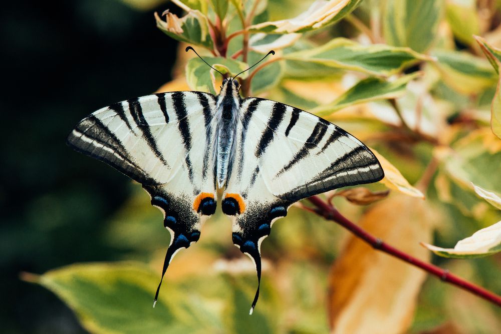 Photograph by Волкова Юлианна