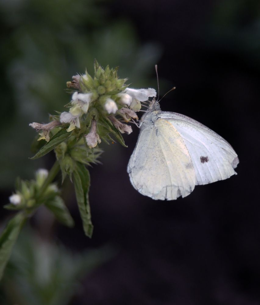 Photograph by Алексей Патлах