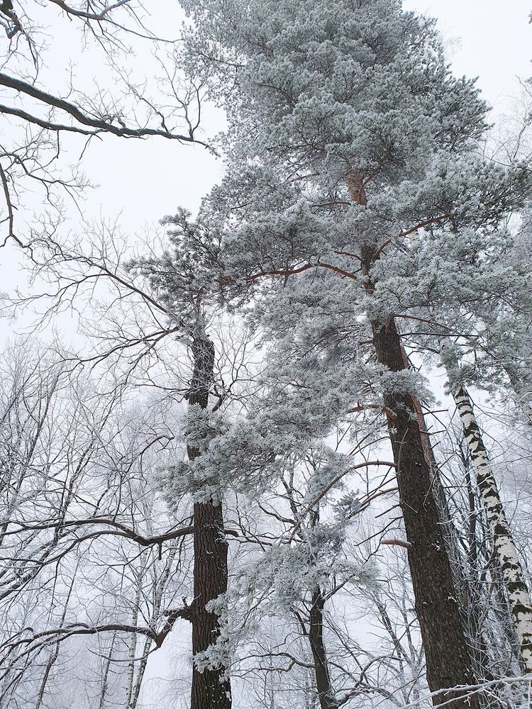 Фотография автора Надежда Лисицына