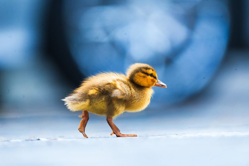 Photograph by RyanCarterMedia