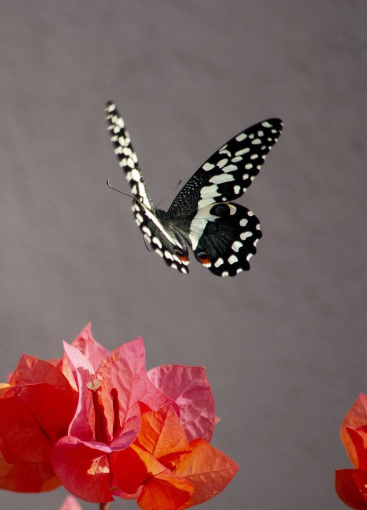 Фотография автора игорь Громов