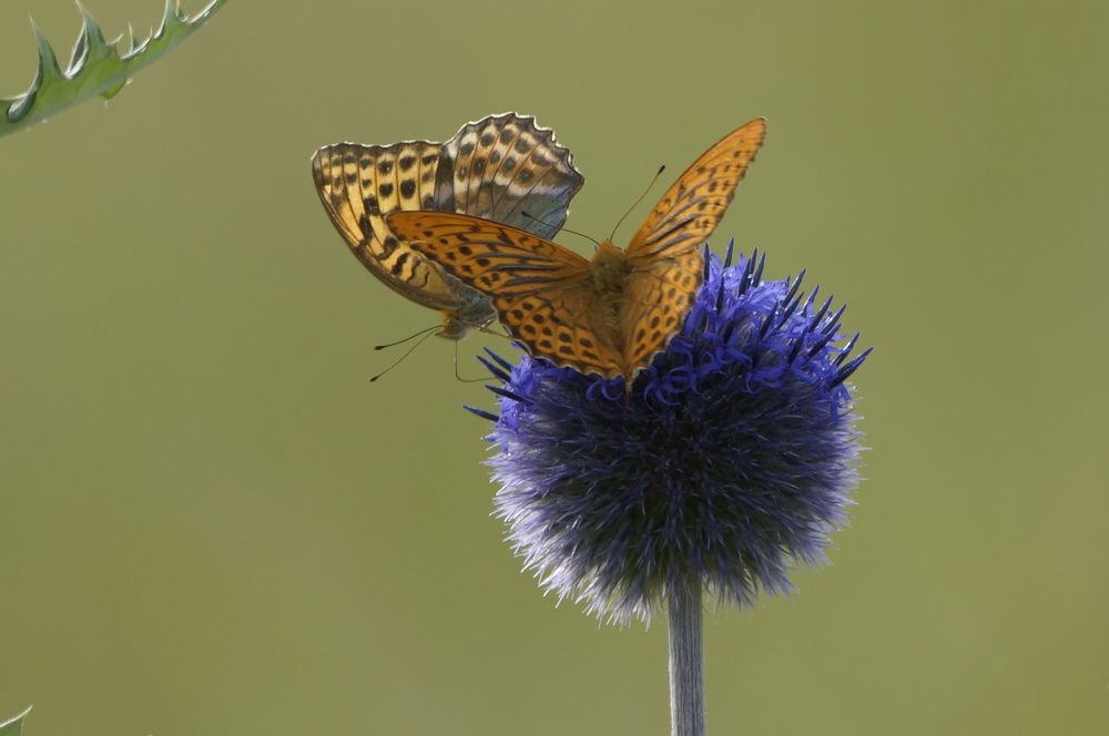 Photograph by Алексей Миронов