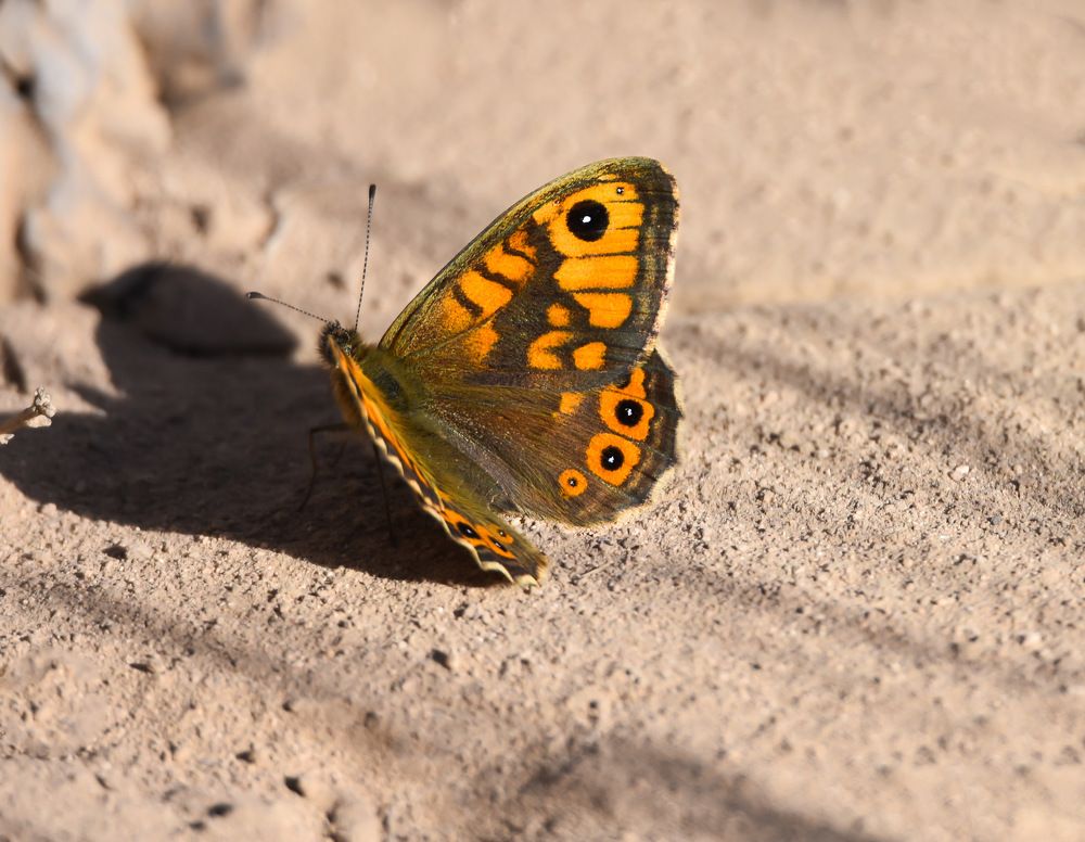 Photograph by mahnaz mohsenzadeh