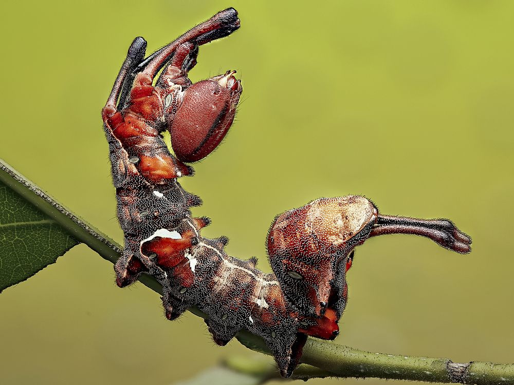 Photograph by Jacob Ng