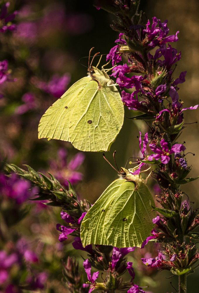 Photograph by Юлия Куликова