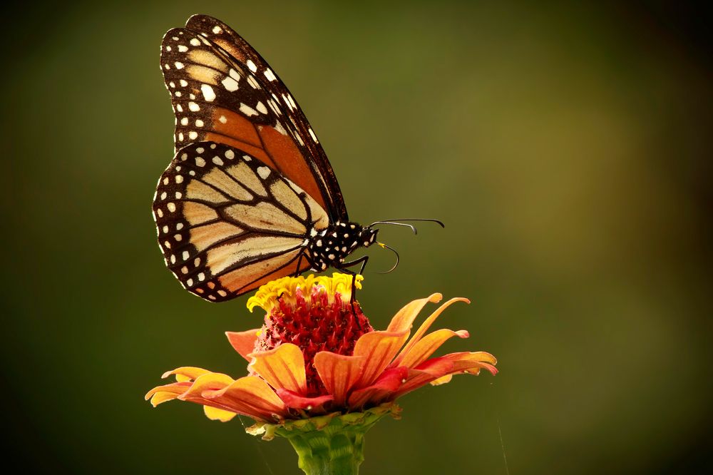 Photograph by Valdir Hobus