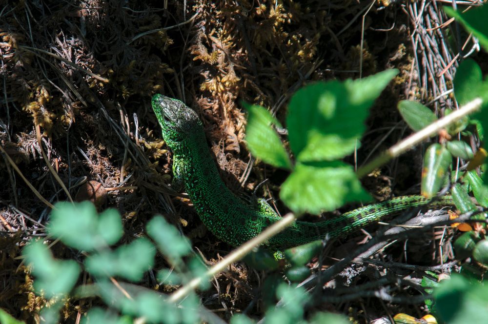 Photograph by Владимир Янчук