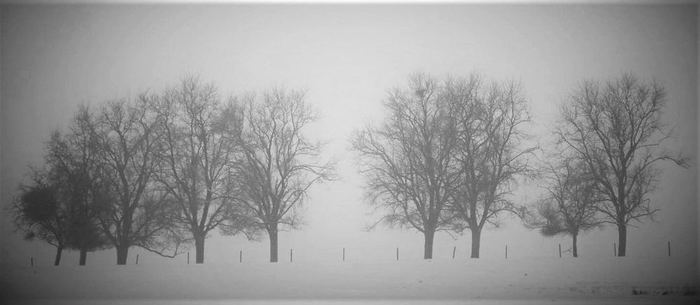 Фотография автора caroline martin (dony)