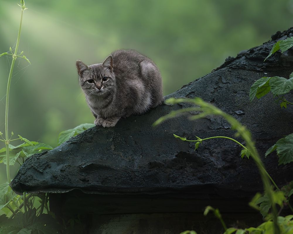 Photograph by Леонид Соснин