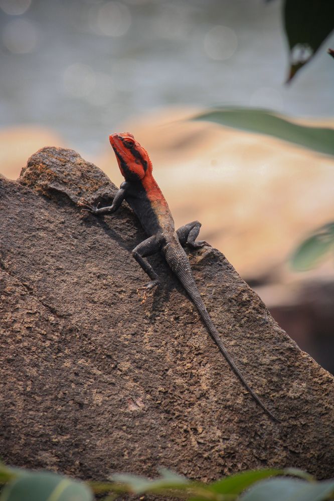 Peninsular Rock Agama(Male)