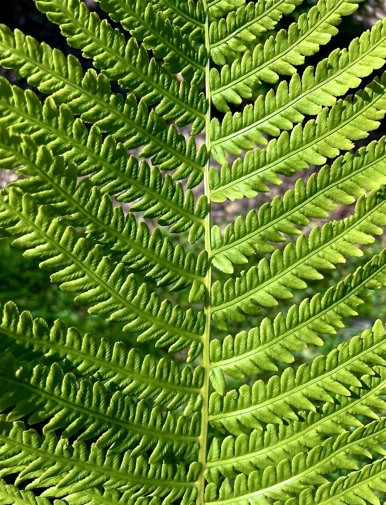 Фотография автора Рамзия Хисамутдинова