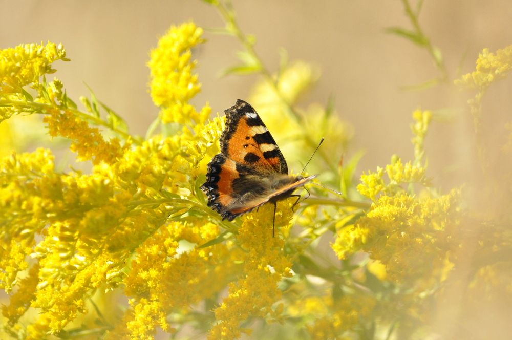 Photograph by Ольга Зиновьева