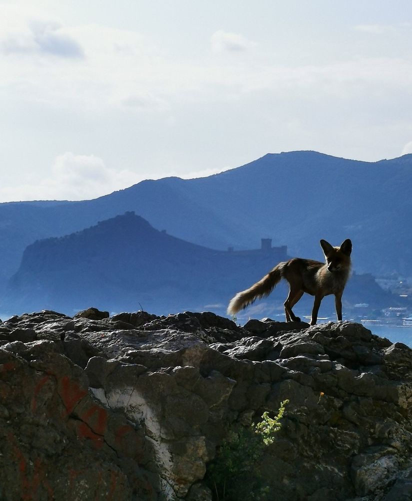 Фотография автора Андрей Богданов