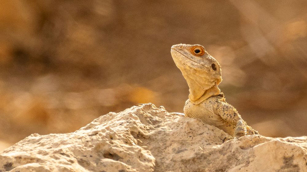 Photograph by Abed Abedaljalil