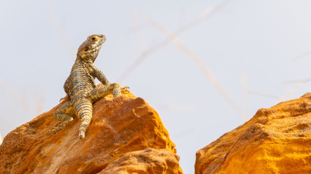 Photograph by Abed Abedaljalil