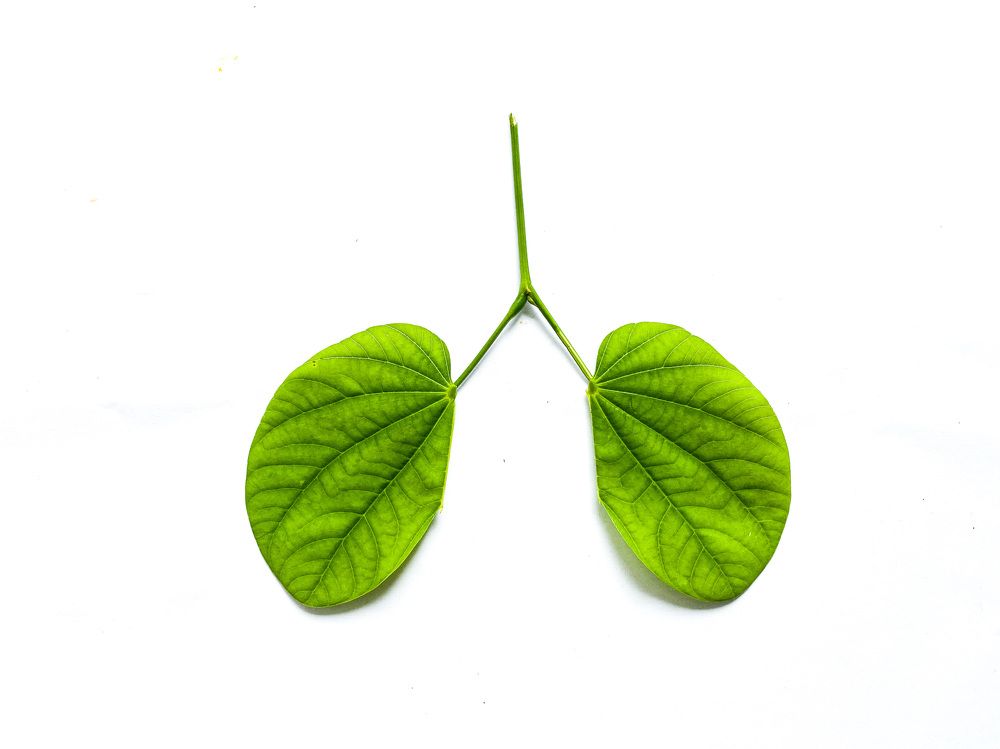 Photograph by MD. Imon