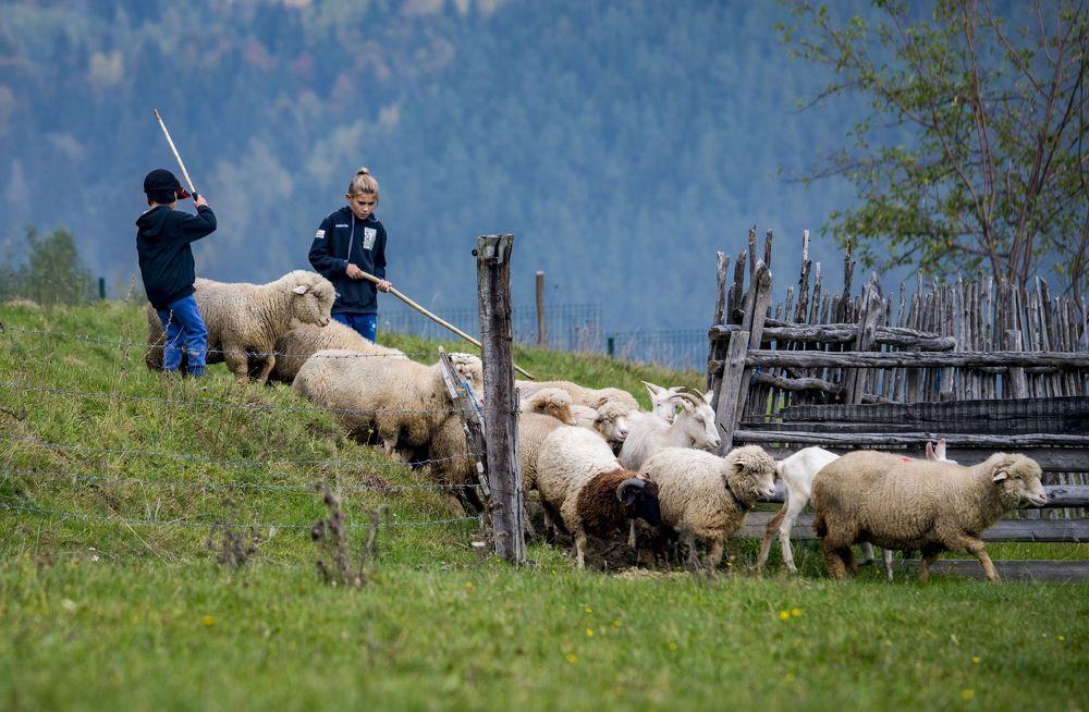 Young Shepherds at Work