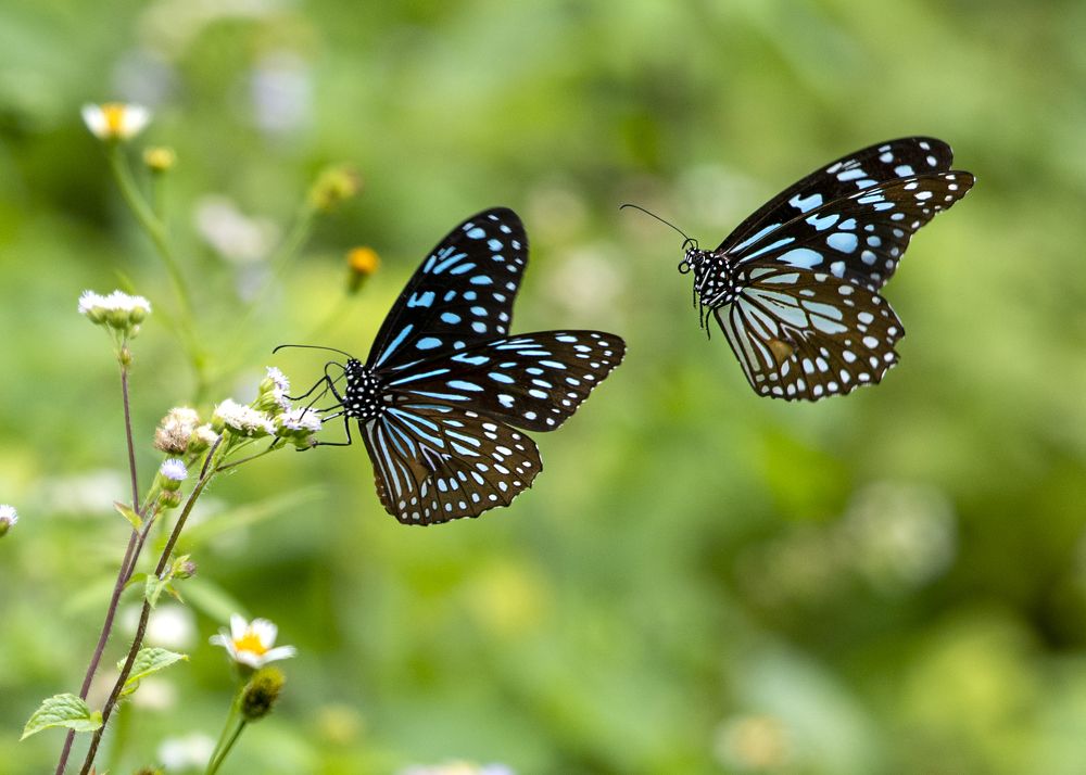 Фотография автора Subhasish Mondal
