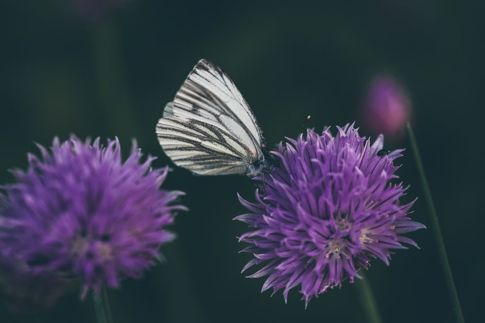 Фотография автора Виктор Конев