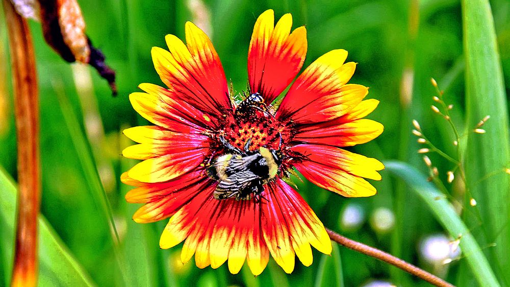 Not enough flowers for all