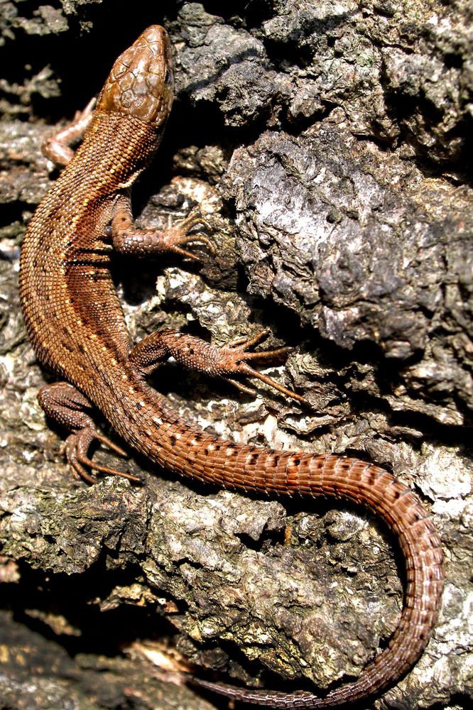 Photograph by Олена Лукашевич