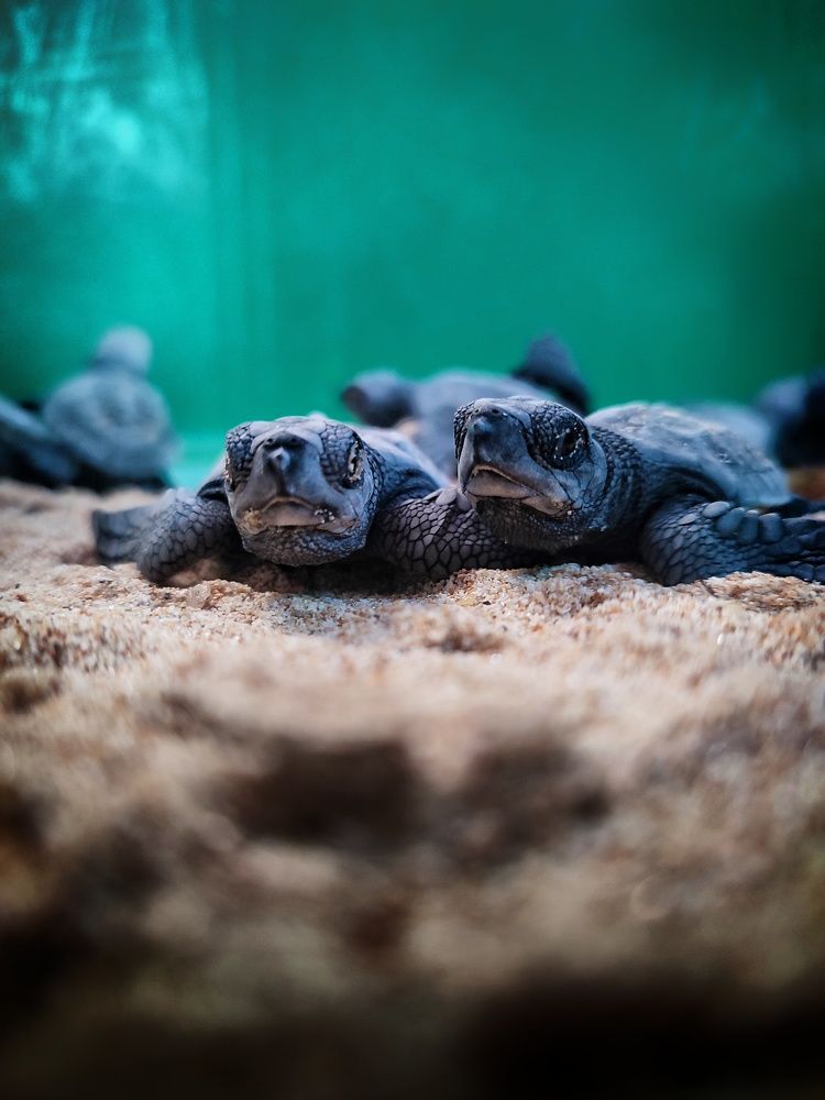 Photograph by Buddhika Dinuranga