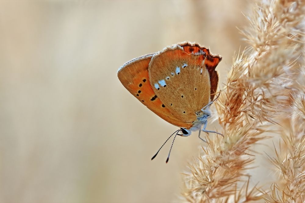 Photograph by Олег Резенов