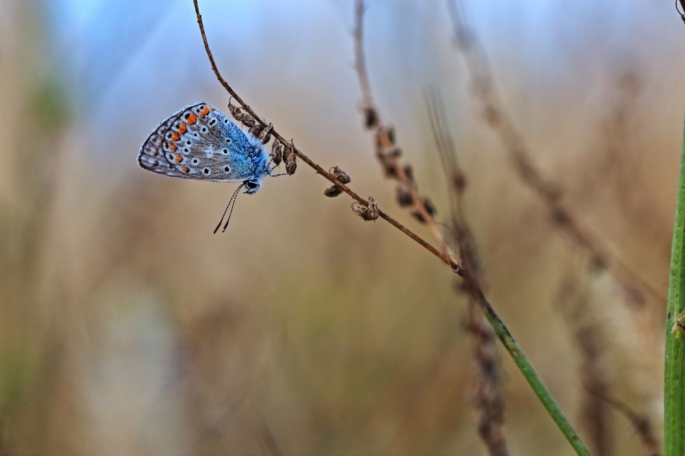 Photograph by Олег Резенов