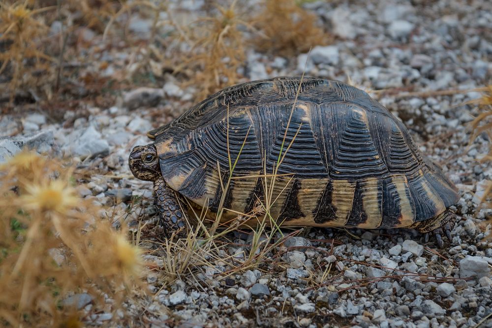 Photograph by Марина Ческис