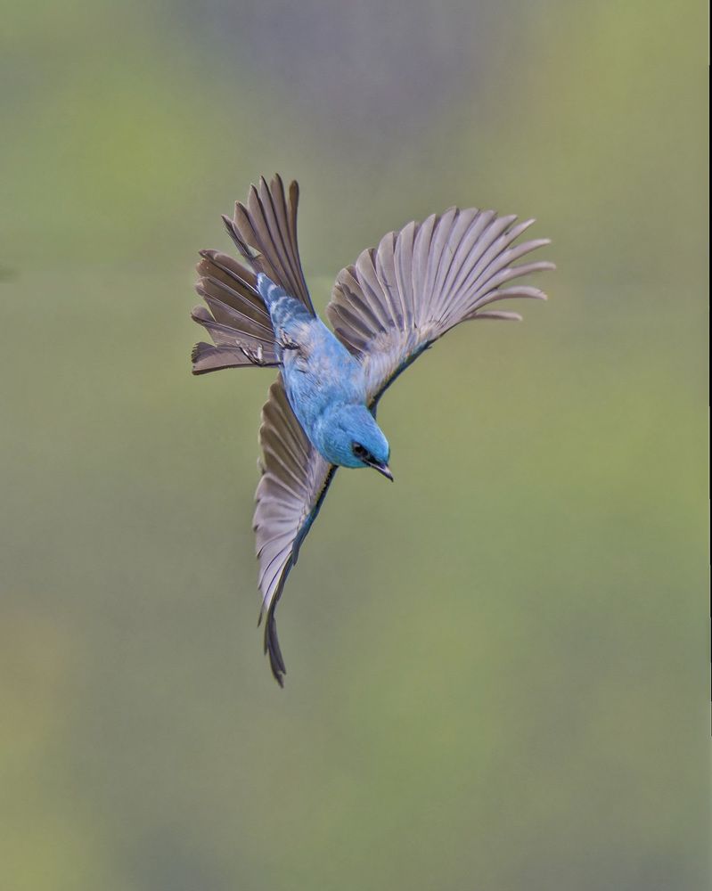 Photograph by RAJESH MAHAJAN