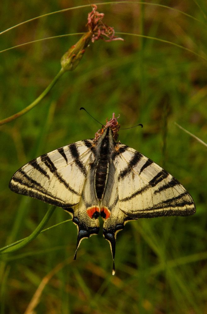Фотография автора Алексей Тимофеев