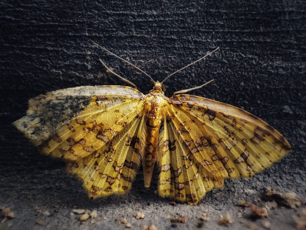 Photograph by Buddhika Dinuranga