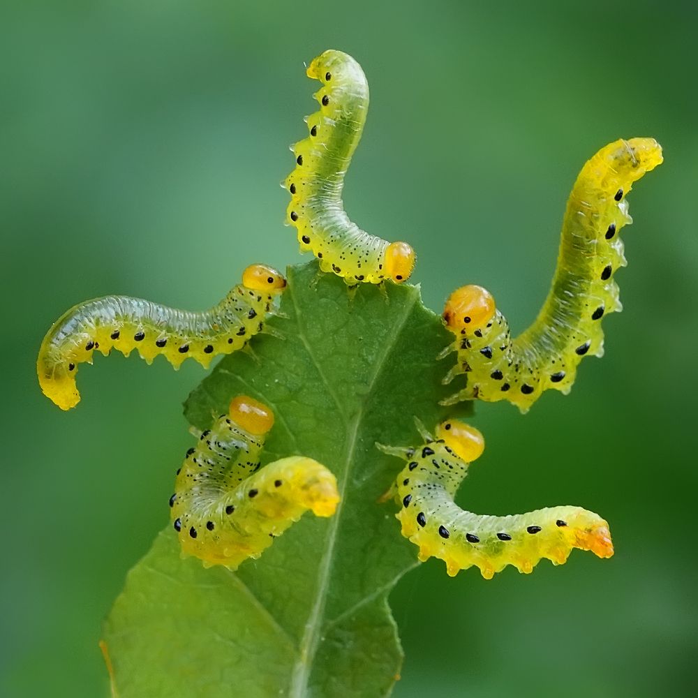 Фотография автора Галина Горькавая