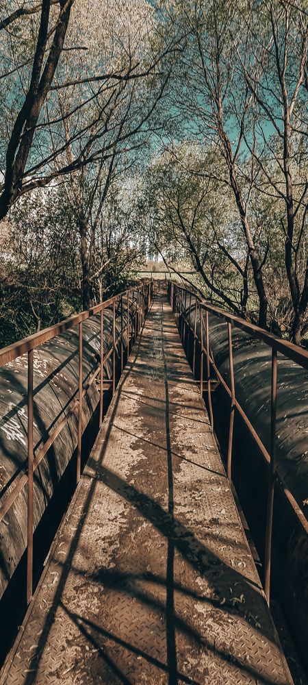 Фотография автора Светлана Алексеева