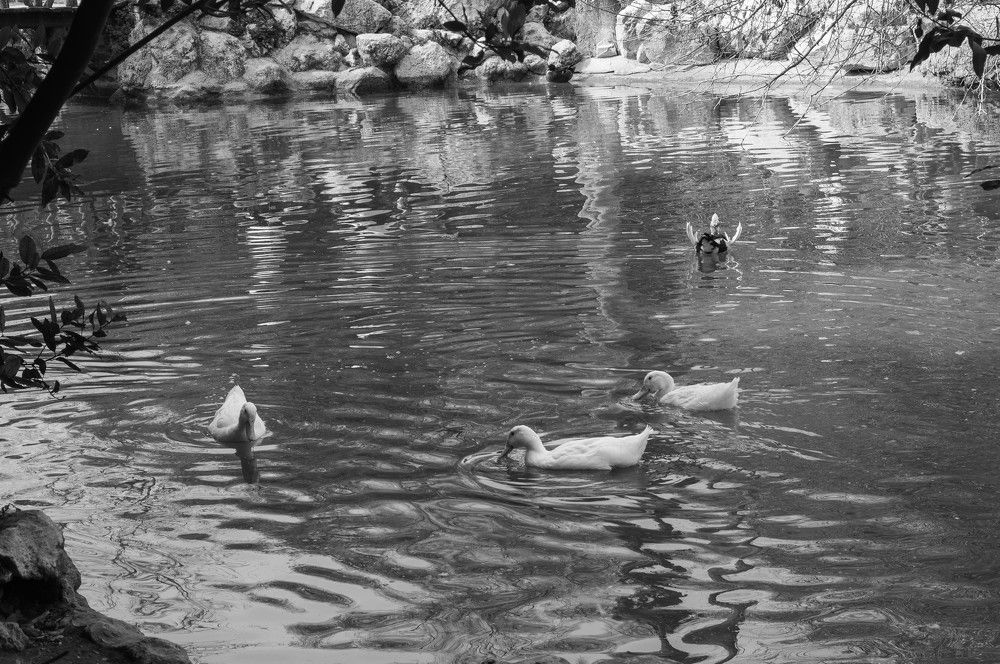 Фотография автора DIMITRIS MPAZIOTOPOULOS