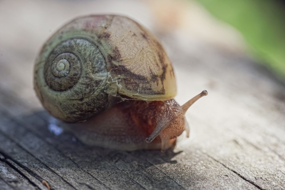 Photograph by Наталья Сенотрусова