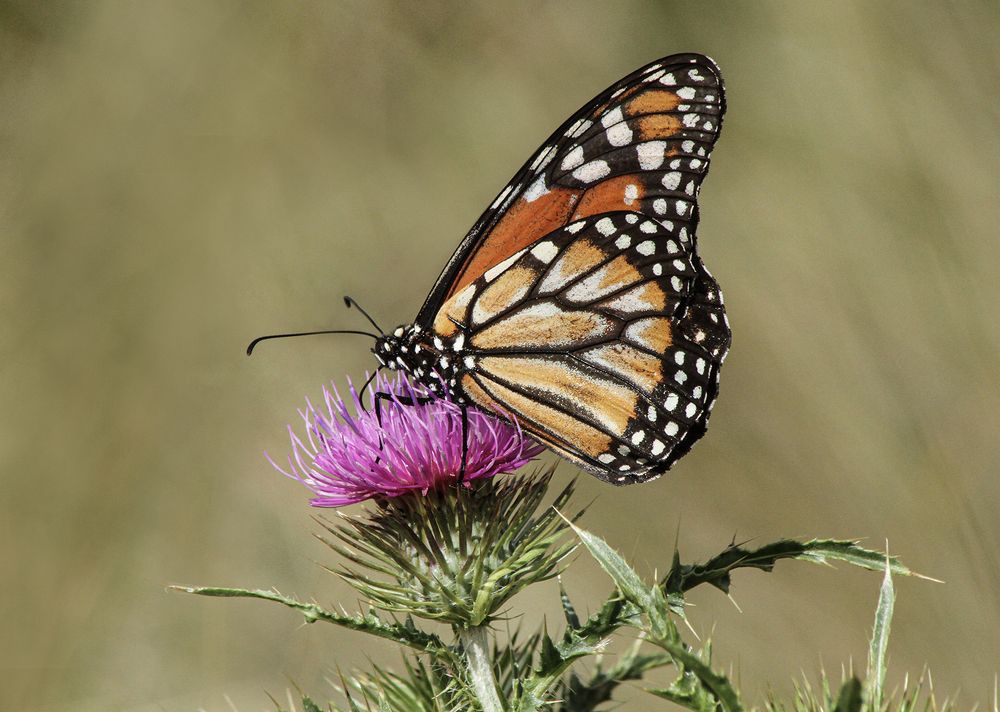 Фотография автора Marina Martorelli