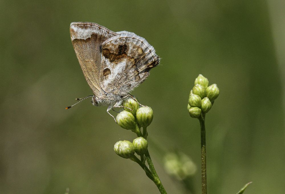 Фотография автора Marina Martorelli