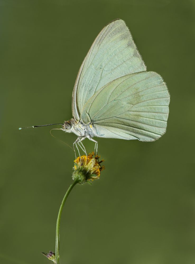 Фотография автора Marina Martorelli