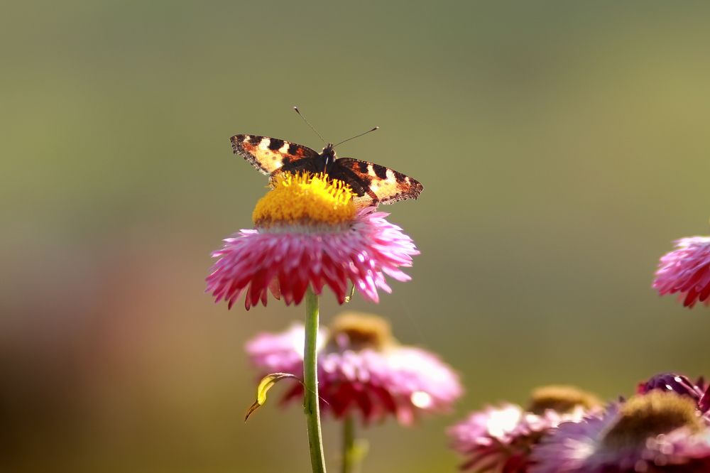 Photograph by Людмила Савчук