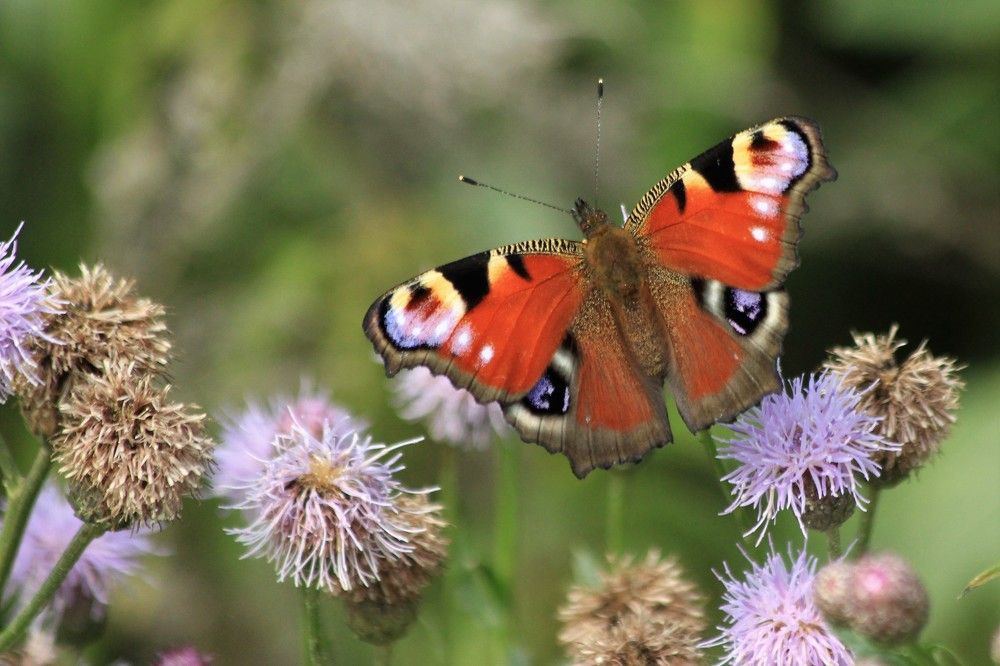 Photograph by Анна Колосова