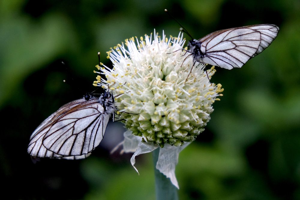 Photograph by Наталья Жарикова