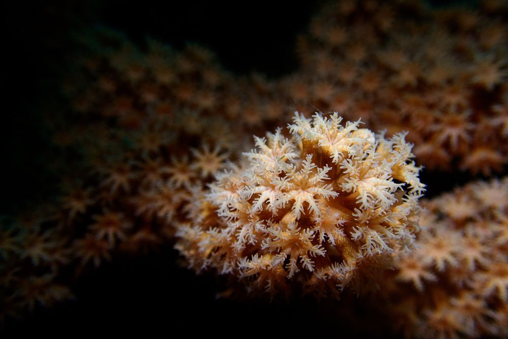 Фотография автора Ichinoseki Sayaka