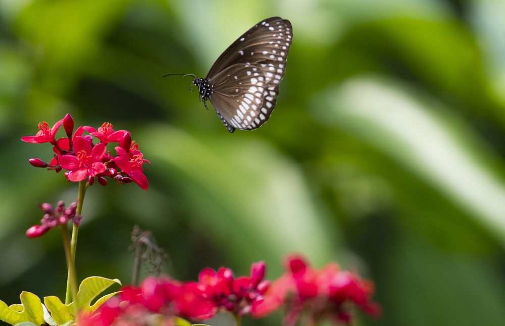 Photograph by Satya Prakash Tripathy