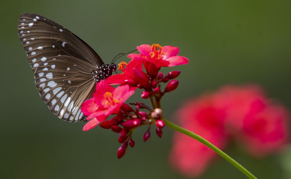 Photograph by Satya Prakash Tripathy